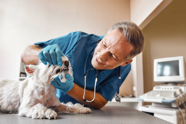Best Emergency Root Canal Treatment in Monticello, AR